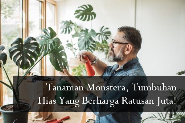 Tanaman Monstera