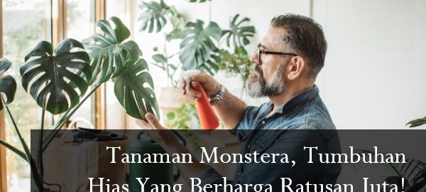 Tanaman Monstera